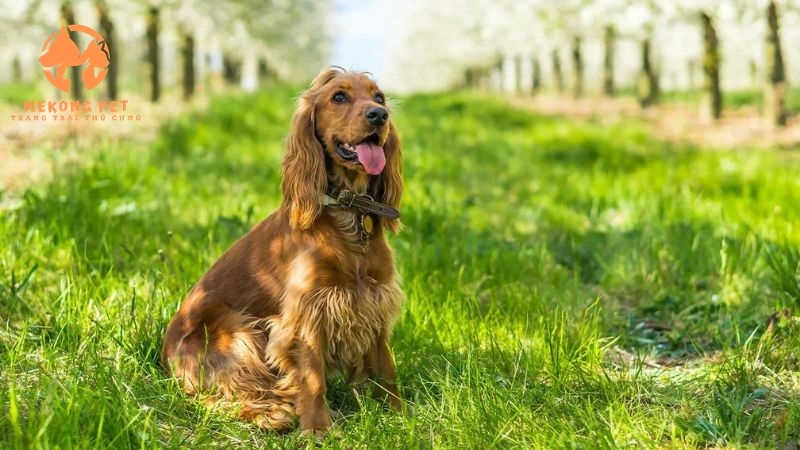 Khám Phá Thế Giới Chó Cocker Spaniel: Mua Bán Tại TP.HCM, Bình Dương, Đồng Nai